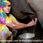 Wellhealthorganic.com: Buffalo Milk Good for Health