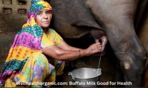 Wellhealthorganic.com: Buffalo Milk Good for Health