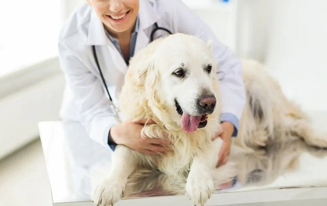 Comprehensive Care: What Services Your Local Animal Hospital Offers