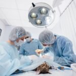 Common Procedures Performed At Animal Clinics