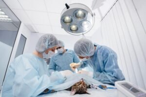 Common Procedures Performed At Animal Clinics