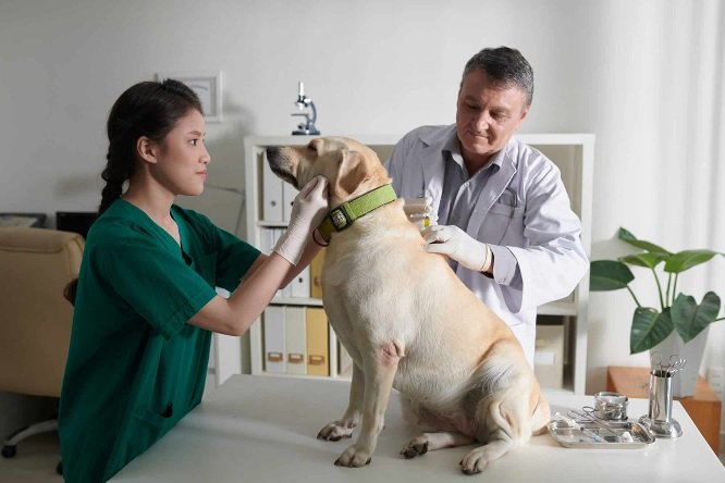 Questions To Ask Your Vet During Your Pet’s Annual Checkup