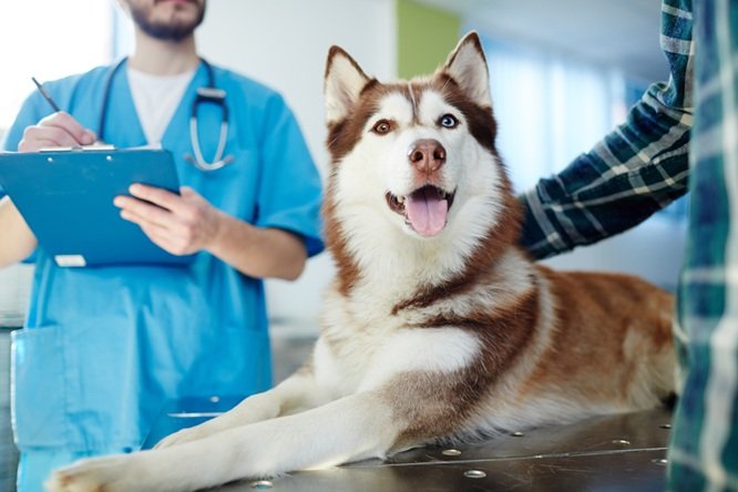 5 Ways To Prepare Your Pet For A Stress‑Free Vet Appointment