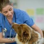 How Veterinary Hospitals Support Senior Pet Health