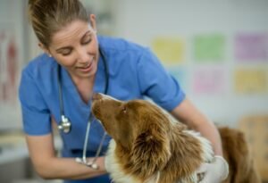 How Veterinary Hospitals Support Senior Pet Health