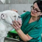 Common Illnesses Treated By General Veterinary Practitioners