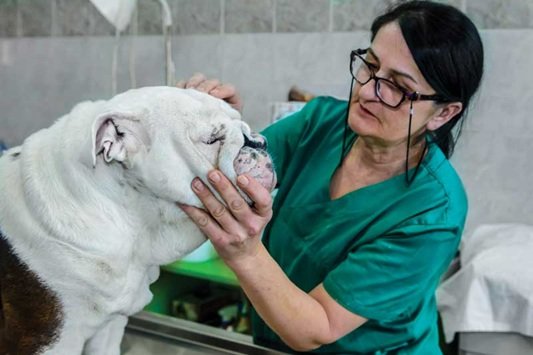 Common Illnesses Treated By General Veterinary Practitioners