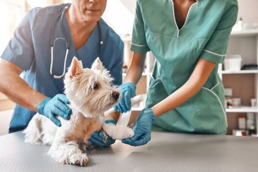 4 Post Operative Care Tips You’ll Learn From The Animal Hospital Team