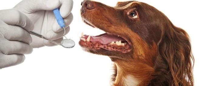 The Role Of Dental Care In General Veterinary Health