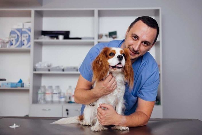 How Animal Hospitals Support Senior Pet Wellness