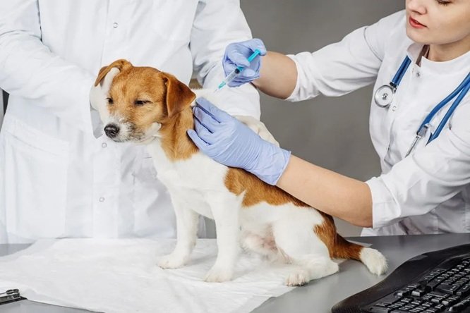 Vaccinations And Preventive Care From A General Veterinarian
