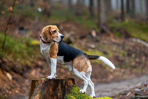 Uncover Hidden Fees and Maximize Your Retirement with Beagle