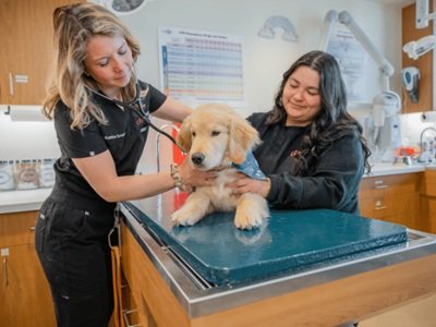 The Benefits Of Having A Single General Veterinarian For All Pets