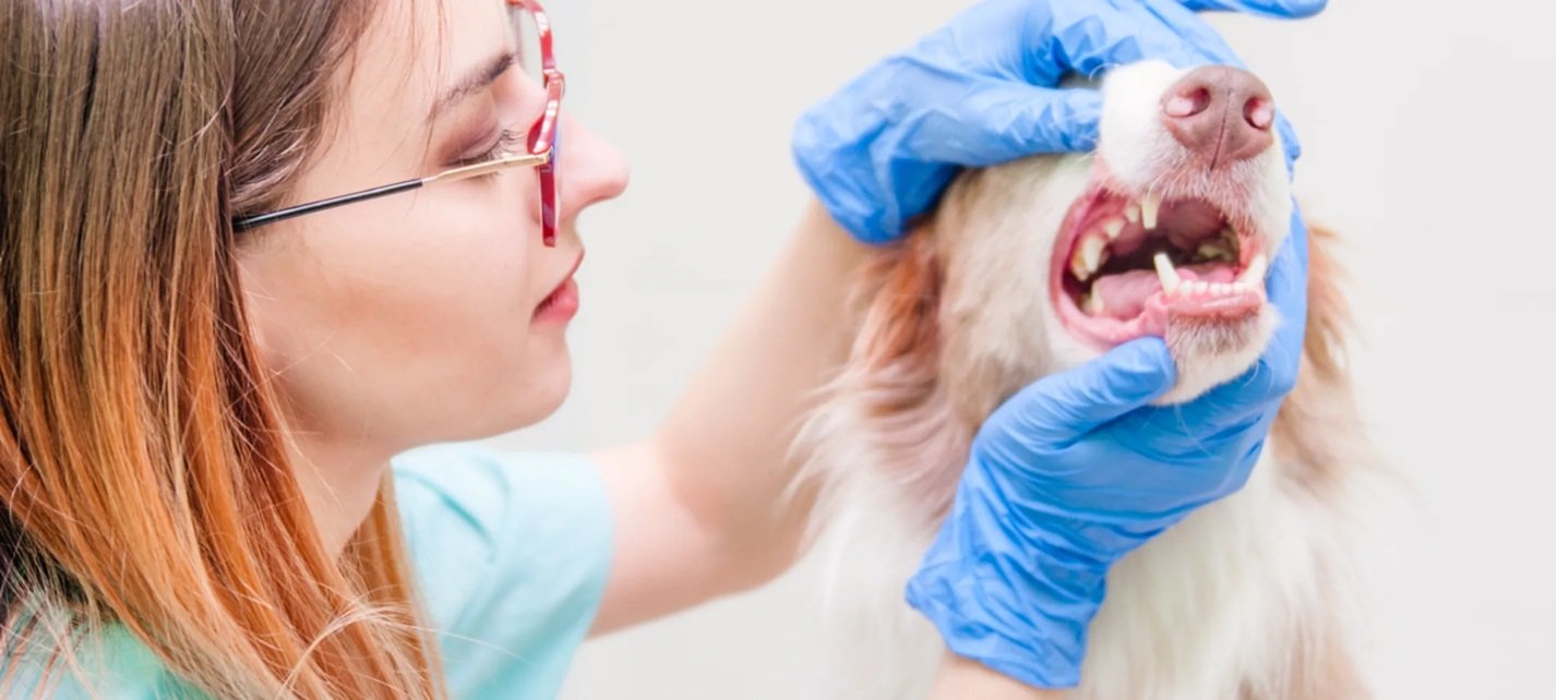 Why Dental X Rays Are Standard In Many Animal Hospitals