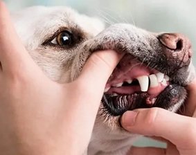 Dental Services Available At Full Service Animal Hospitals