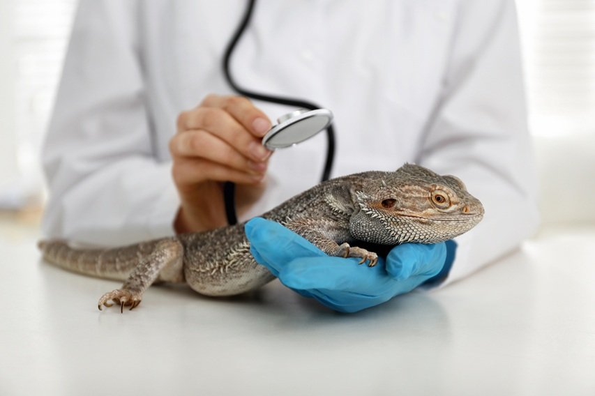 3 Reasons Exotic Pets Benefit From General Veterinary Care
