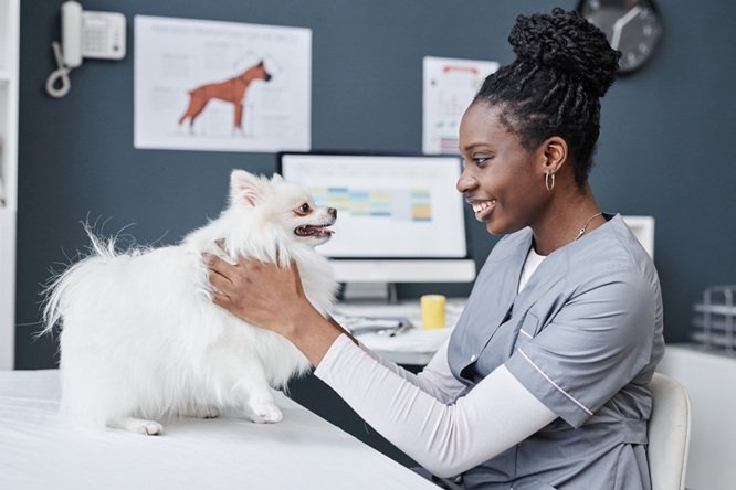 How Veterinarian Expertise Enhances Pet Wellness And Longevity