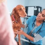 Personalized Preventive Wellness Plans For Hospital Admitted Pets