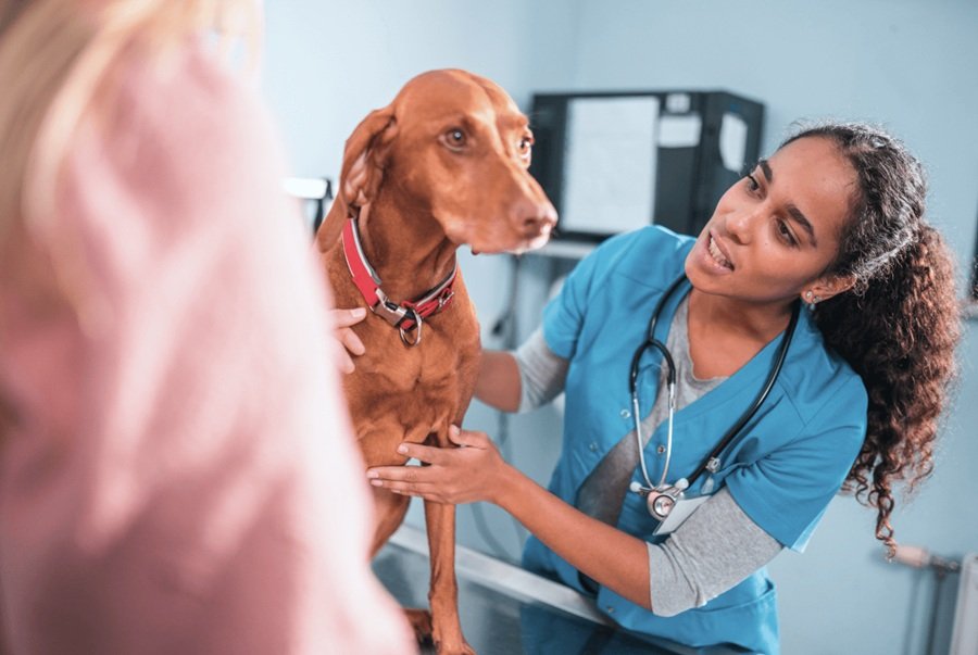 Personalized Preventive Wellness Plans For Hospital Admitted Pets
