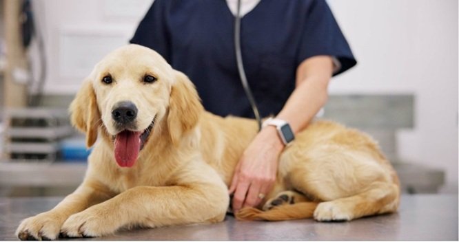 How Animal Clinics Address Pet Anxiety During Visits
