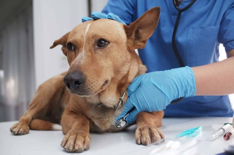 Why Animal Hospitals Focus On Long Term Preventive Care