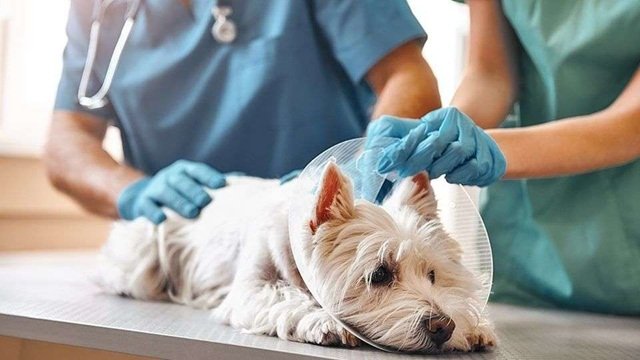 The Role Of Animal Hospitals In Managing Infectious Diseases