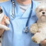 How Animal Hospitals Provide Specialized Care For Puppies And Kittens
