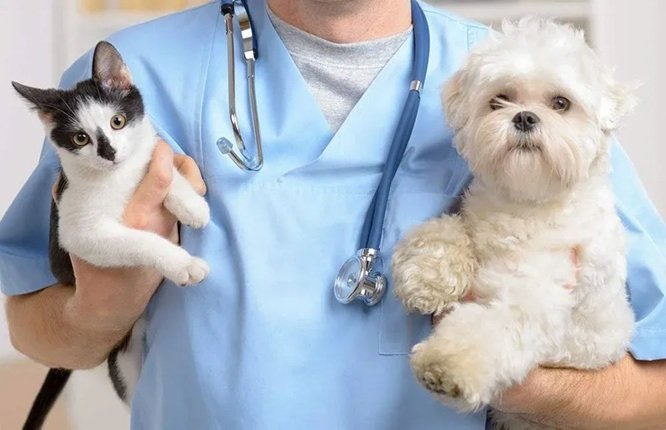How Animal Hospitals Provide Specialized Care For Puppies And Kittens