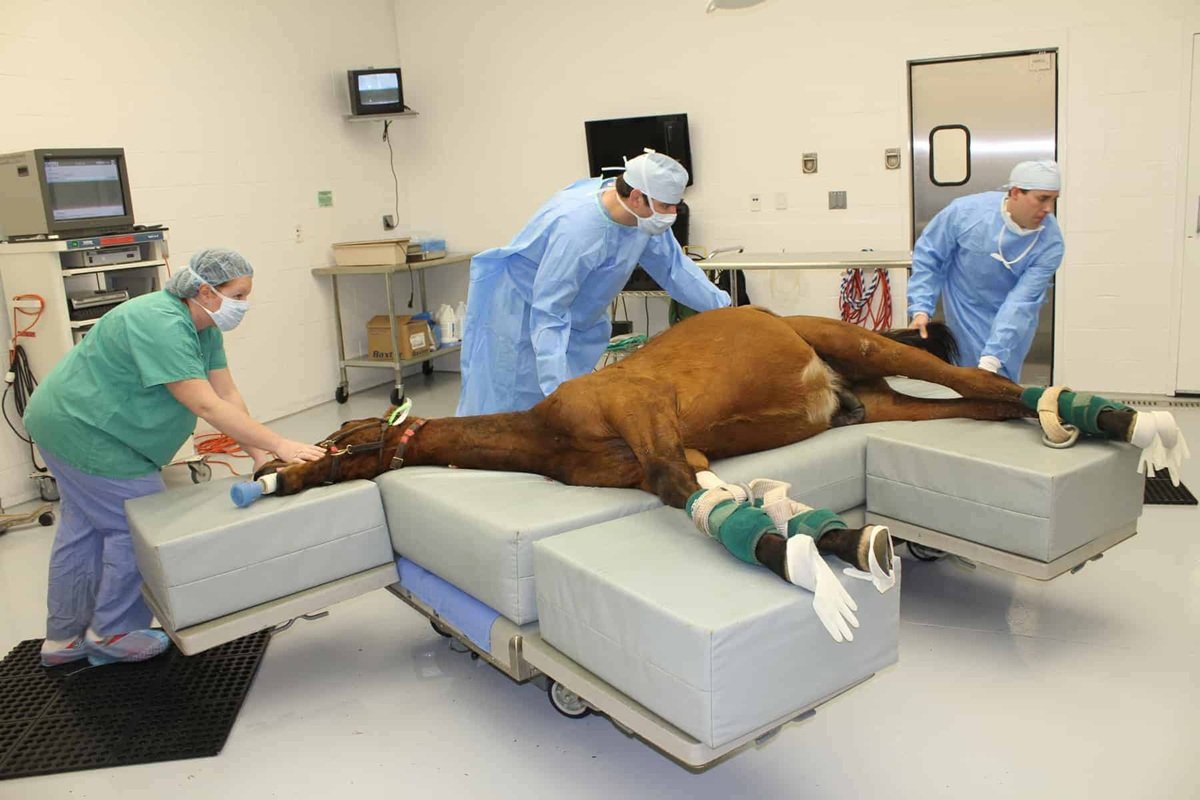 How Animal Hospitals Handle High Risk Anesthesia Cases