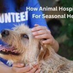 How Animal Hospitals Prepare For Seasonal Health Risks