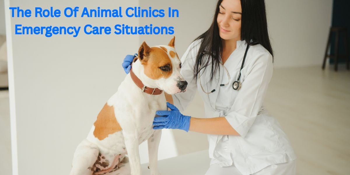 The Role Of Animal Clinics In Emergency Care Situations