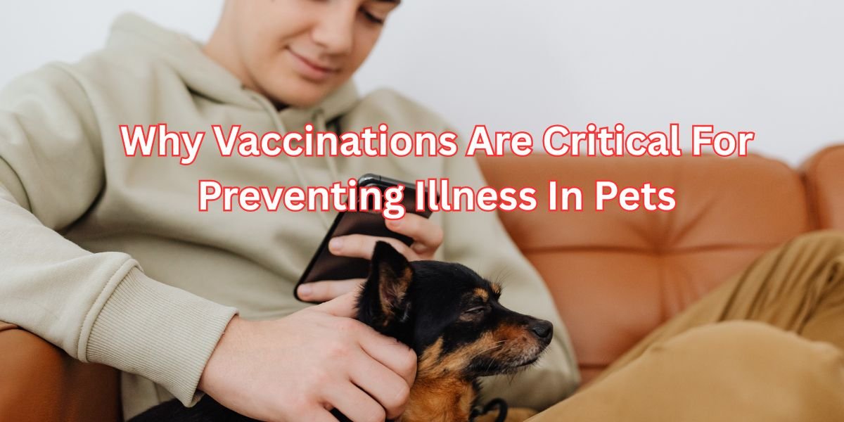 Why Vaccinations Are Critical For Preventing Illness In Pets