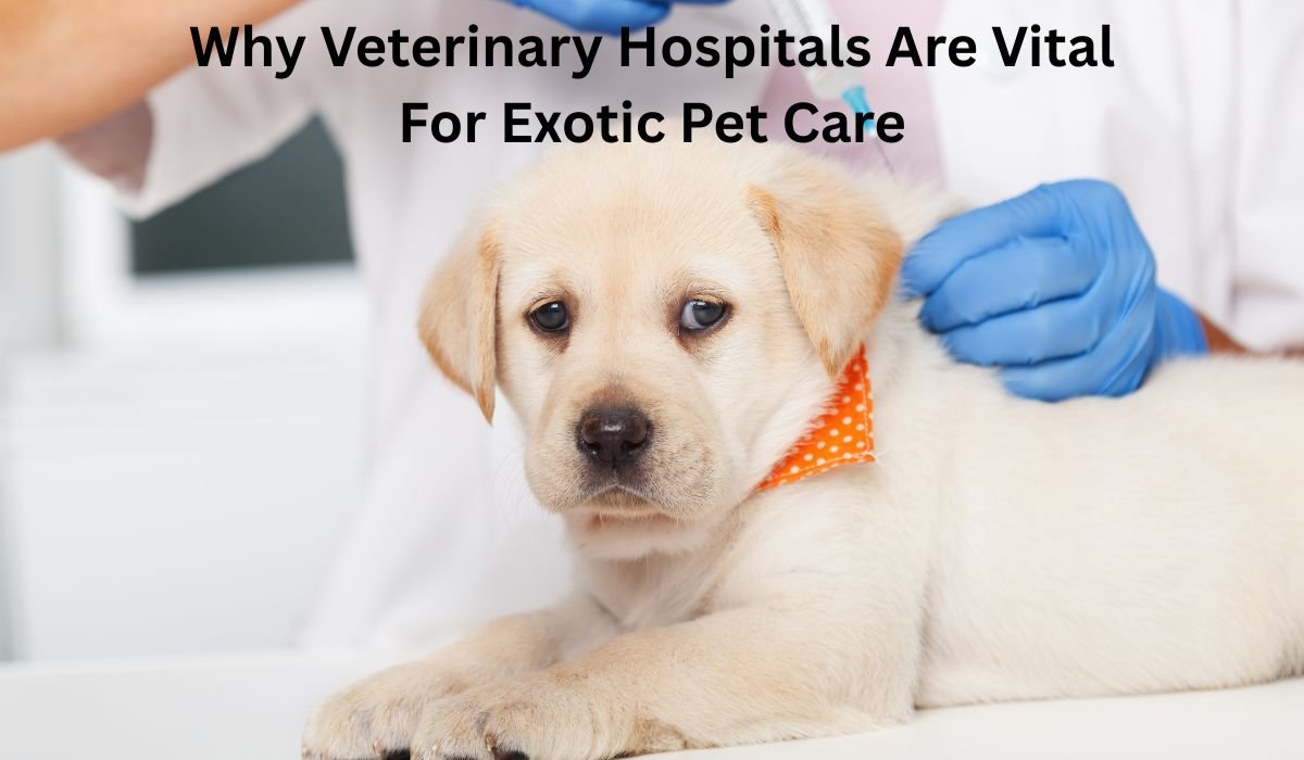 Why Veterinary Hospitals Are Vital For Exotic Pet Care