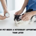 3 Signs Your Pet Needs A Veterinary Appointment Sooner Than Later