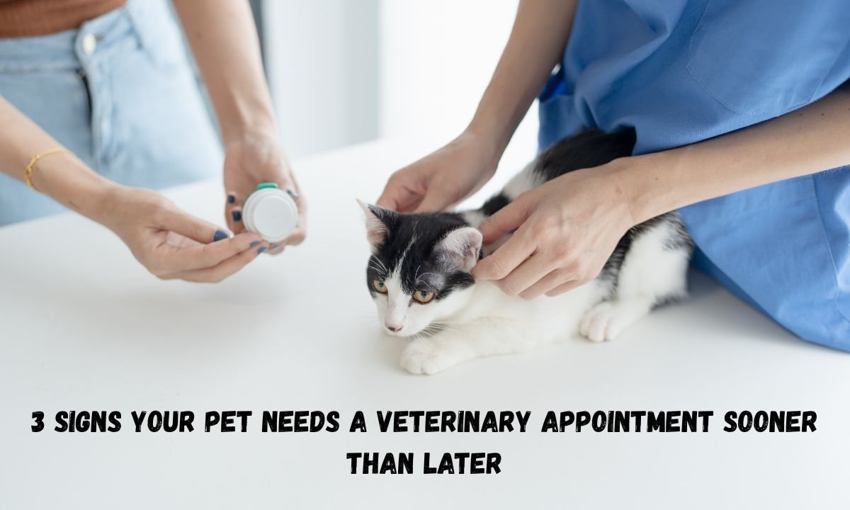 3 Signs Your Pet Needs A Veterinary Appointment Sooner Than Later