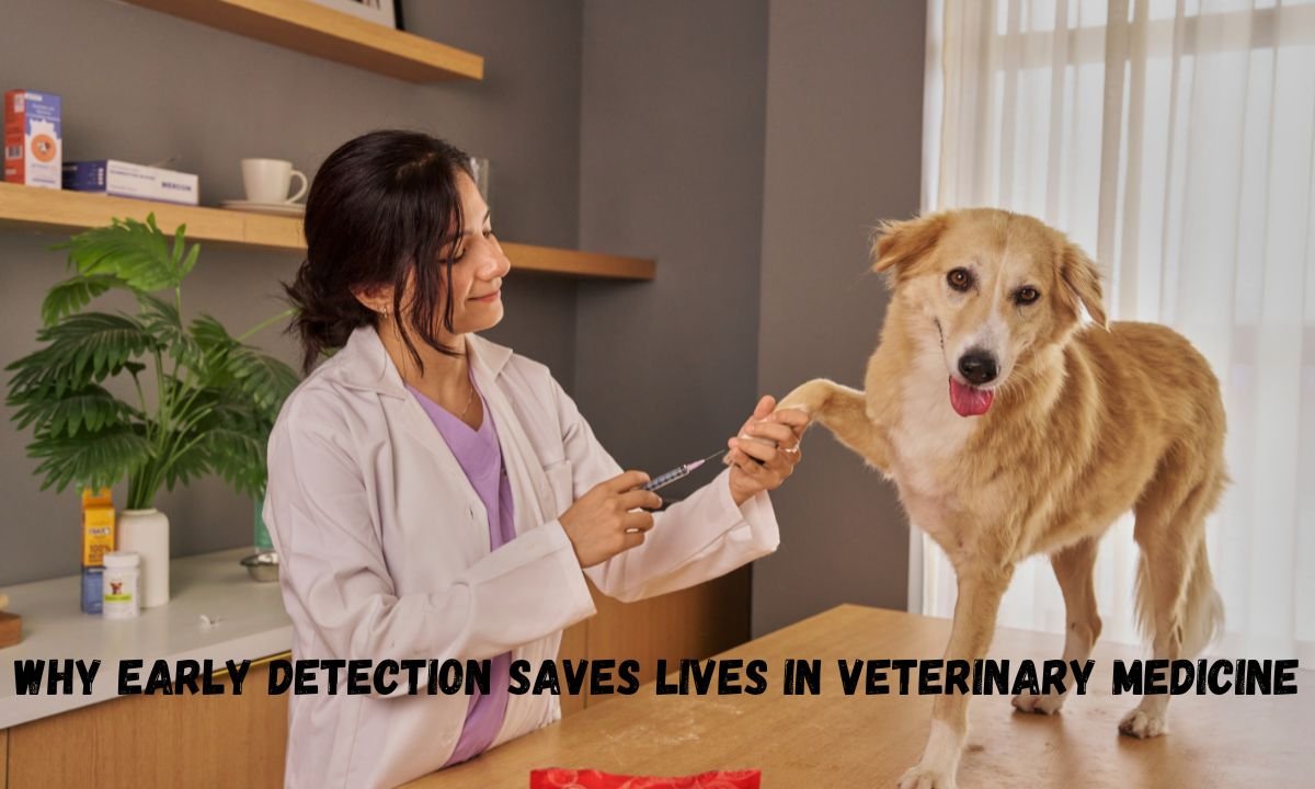 Why Early Detection Saves Lives In Veterinary Medicine