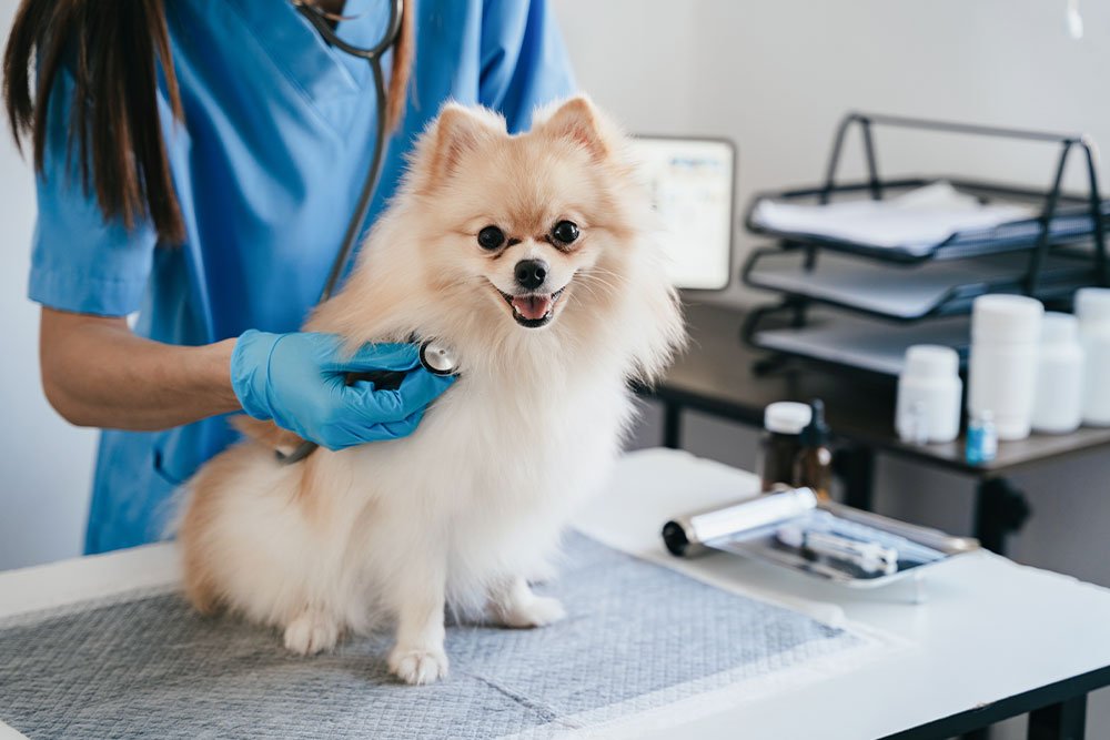 Signs Your Pet Needs Immediate Veterinary Attention