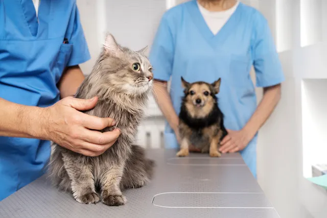 Comprehensive Care: What Services Your Local Animal Hospital Offers
